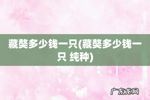 藏獒多少钱一只 纯种 藏獒多少钱一只