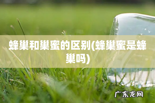 蜂巢蜜是蜂巢吗 蜂巢和巢蜜的区别