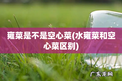 水雍菜和空心菜区别 雍菜是不是空心菜