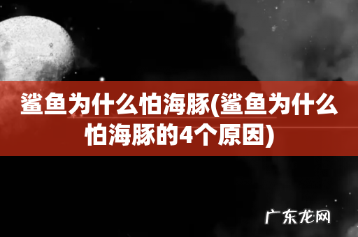 鲨鱼为什么怕海豚的4个原因 鲨鱼为什么怕海豚