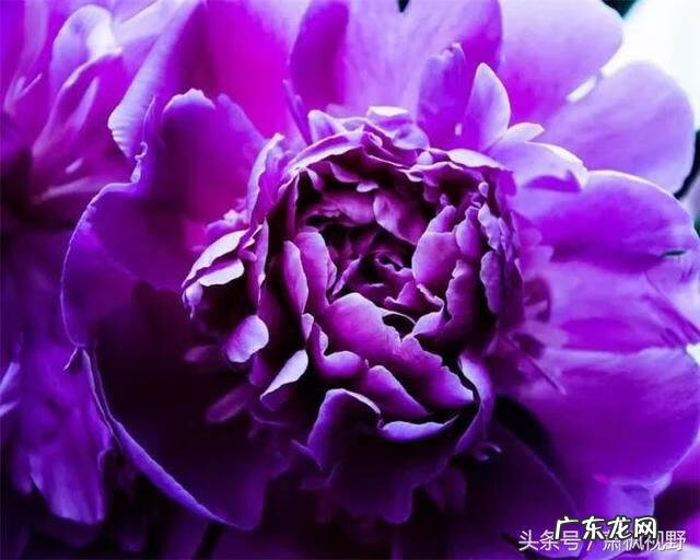 心灵相通 灵犀相通的意思