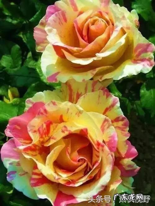 心灵相通 灵犀相通的意思