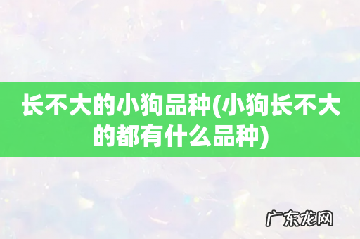 小狗长不大的都有什么品种 长不大的小狗品种