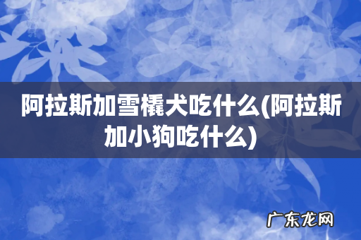 阿拉斯加小狗吃什么 阿拉斯加雪橇犬吃什么