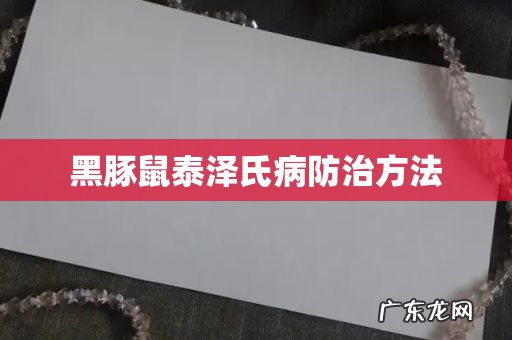 黑豚鼠泰泽氏病防治方法