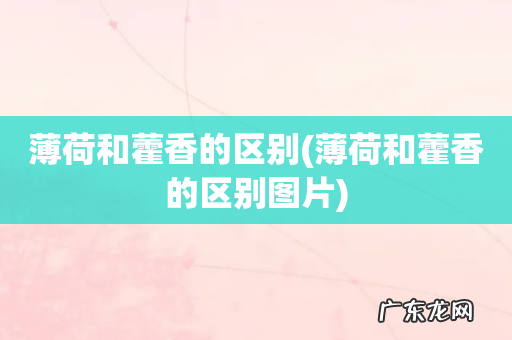 薄荷和藿香的区别图片 薄荷和藿香的区别