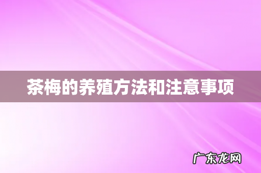 茶梅的养殖方法和注意事项