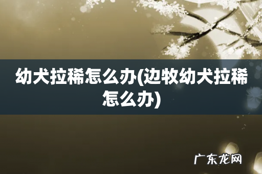 边牧幼犬拉稀怎么办 幼犬拉稀怎么办