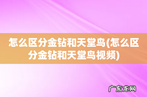怎么区分金钻和天堂鸟视频 怎么区分金钻和天堂鸟