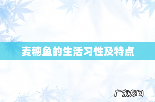 麦穗鱼的生活习性及特点
