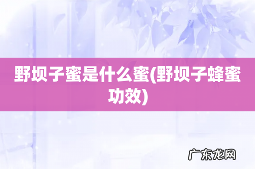 野坝子蜂蜜功效 野坝子蜜是什么蜜