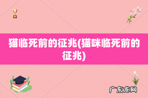 猫咪临死前的征兆 猫临死前的征兆