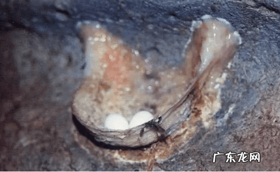 血燕窝图片 血燕窝