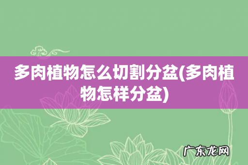 多肉植物怎样分盆 多肉植物怎么切割分盆