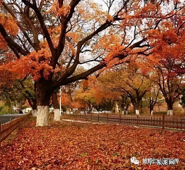 旅顺太阳沟乐椿轩 旅顺太阳沟风水宝地