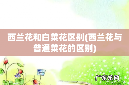 西兰花与普通菜花的区别 西兰花和白菜花区别