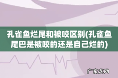 孔雀鱼尾巴是被咬的还是自己烂的 孔雀鱼烂尾和被咬区别