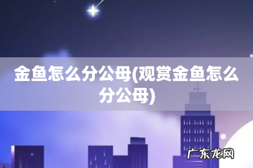 观赏金鱼怎么分公母 金鱼怎么分公母