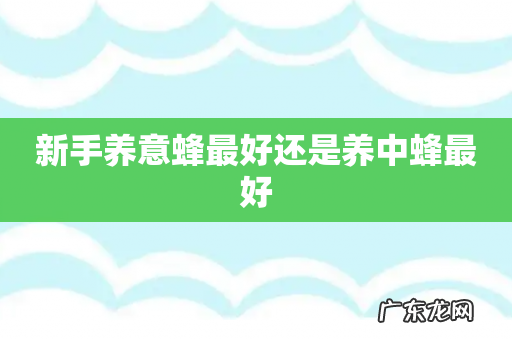 新手养意蜂最好还是养中蜂最好