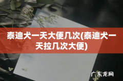 泰迪犬一天拉几次大便 泰迪犬一天大便几次