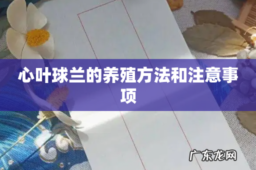 心叶球兰的养殖方法和注意事项