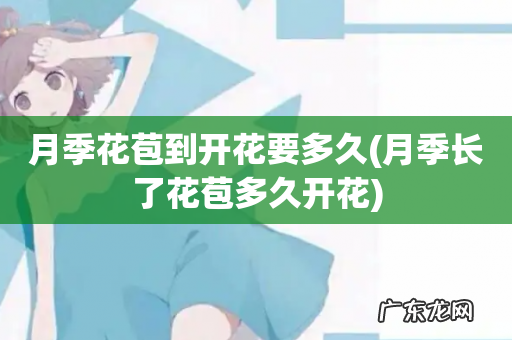 月季长了花苞多久开花 月季花苞到开花要多久