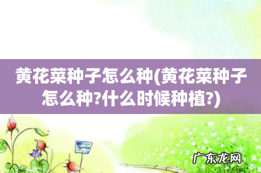 黄花菜种子怎么种?什么时候种植? 黄花菜种子怎么种