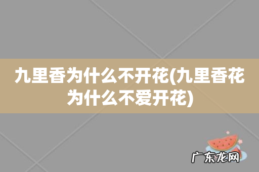 九里香花为什么不爱开花 九里香为什么不开花