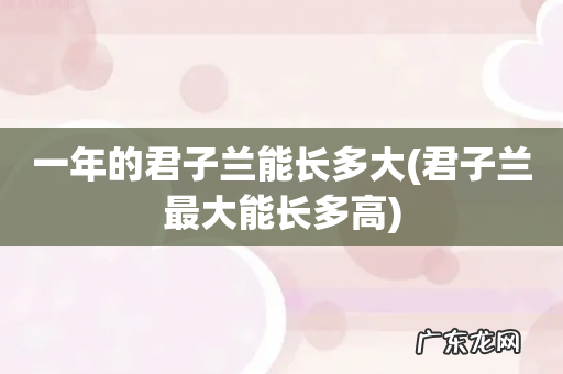 君子兰最大能长多高 一年的君子兰能长多大
