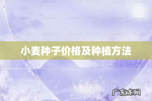 小麦种子价格及种植方法