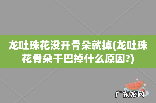 龙吐珠花骨朵干巴掉什么原因? 龙吐珠花没开骨朵就掉