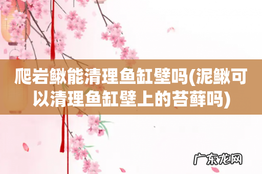 泥鳅可以清理鱼缸壁上的苔藓吗 爬岩鳅能清理鱼缸壁吗