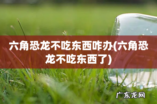 六角恐龙不吃东西了 六角恐龙不吃东西咋办