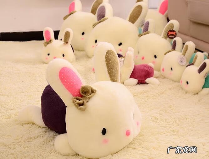 兔子的风水学作用 风水学属相兔孝顺