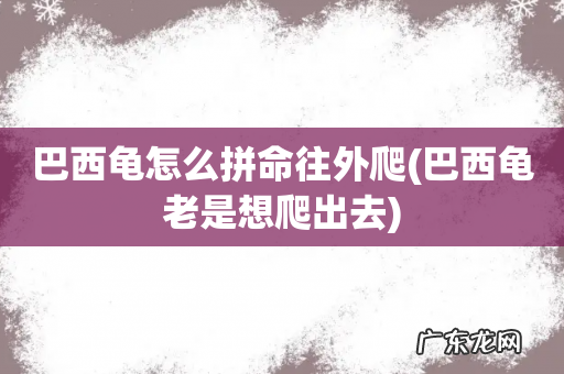 巴西龟老是想爬出去 巴西龟怎么拼命往外爬