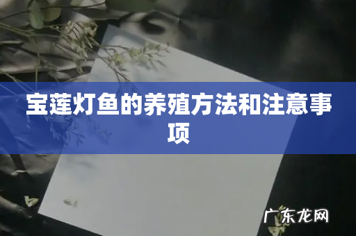 宝莲灯鱼的养殖方法和注意事项