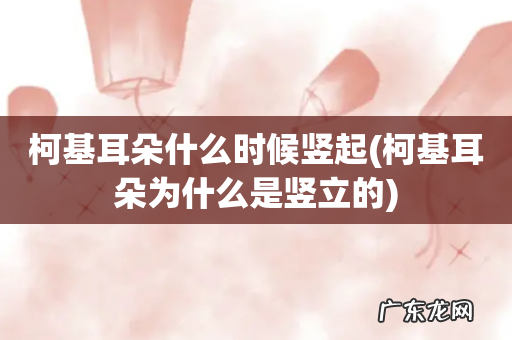 柯基耳朵为什么是竖立的 柯基耳朵什么时候竖起