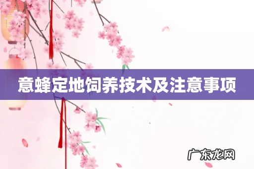 意蜂定地饲养技术及注意事项