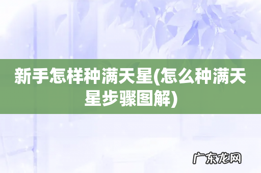 怎么种满天星步骤图解 新手怎样种满天星