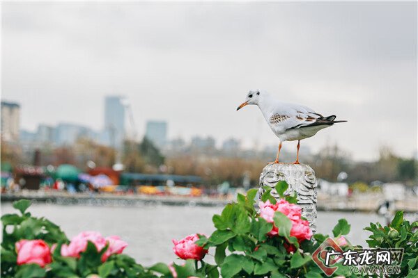 牡丹花每天什么时候开花 请问牡丹花什么时候开花