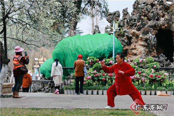 牡丹花每天什么时候开花 请问牡丹花什么时候开花