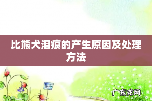 比熊犬泪痕的产生原因及处理方法