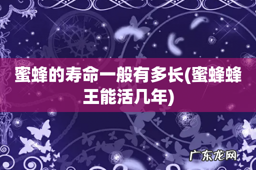 蜜蜂蜂王能活几年 蜜蜂的寿命一般有多长