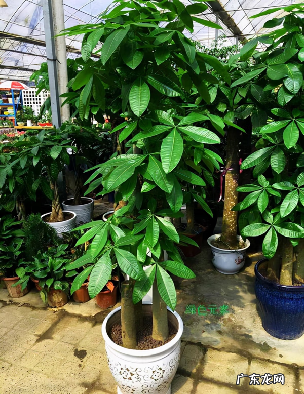 松枝的寓意和风水 松树在风水的寓意