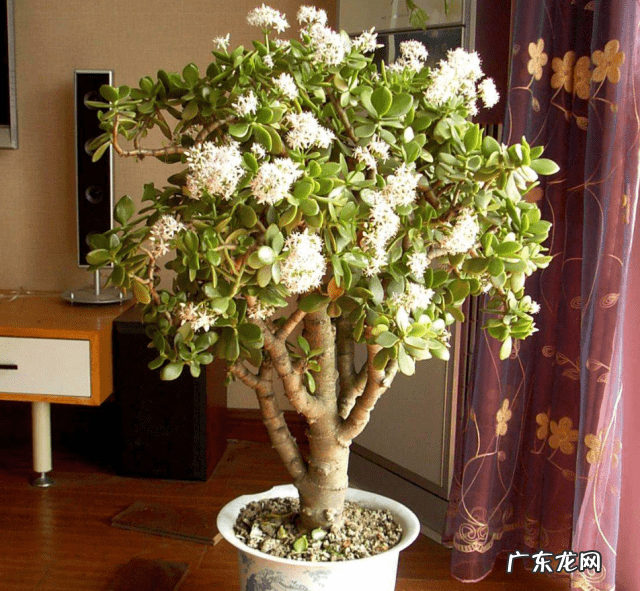 松枝的寓意和风水 松树在风水的寓意