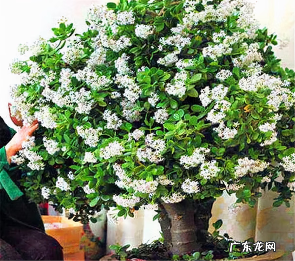 松枝的寓意和风水 松树在风水的寓意