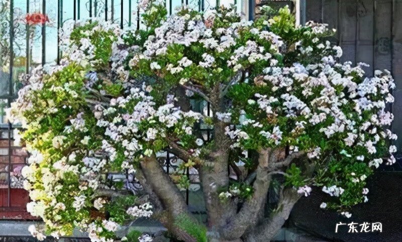 松枝的寓意和风水 松树在风水的寓意