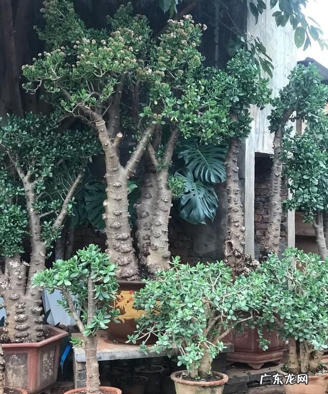 松枝的寓意和风水 松树在风水的寓意