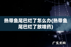 热带鱼尾巴烂了放啥药 热带鱼尾巴烂了怎么办