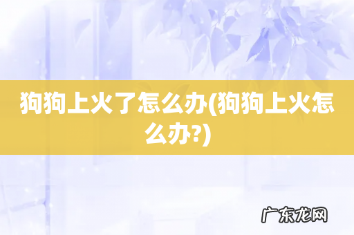 狗狗上火怎么办? 狗狗上火了怎么办